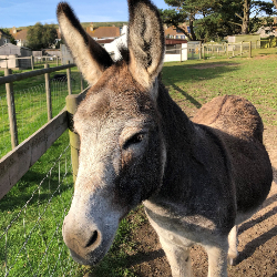 Sponsor an Animal - Sid and Jake 3